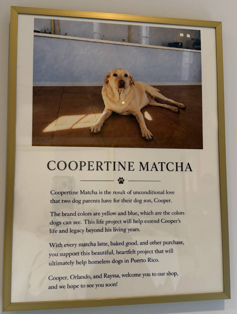 Cooper, the yellow lab who inspired Coopertine Matcha